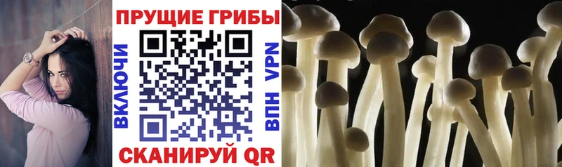 Купить  Фёдоровский  Псилоцибиновые грибы ЛСД 